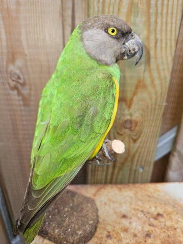 Bonte Boer Parkiet ( Senegal Papegaai ) Taxidermie volledige