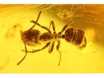Ambre - Ambre - Ant + fly - ant is 3mm - Big stone - 42 mm -