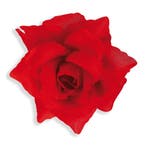 Rode Haarbloem Roos 10cm, Verzenden, Nieuw