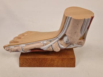 Anatomisch model - kunststof - 1980-1990 - Model voet/enkel