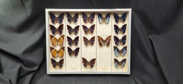 Large Charax sp. Butterflies - ex French Mr Amédro