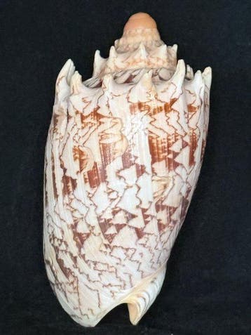 Escargot de mer Coquillage marin - S-592 CYMBIOLA IMPERIALIS, Nieuw