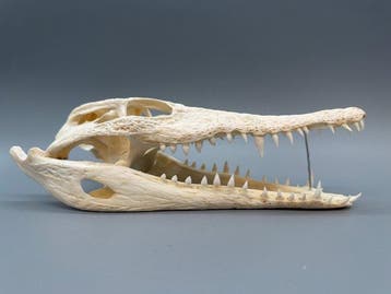 Nijlkrokodil Schedel - Crocodylus niloticus - 7 cm - 10 cm -, Verzamelen, Nieuw