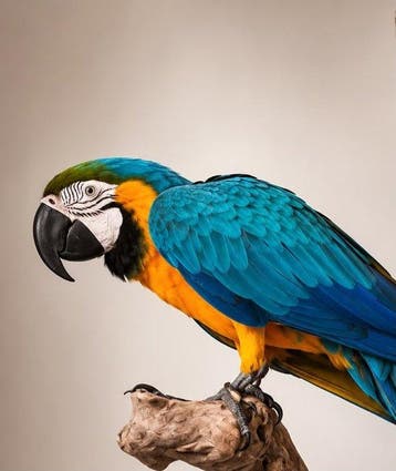 Ara Support de corps entier pour taxidermie - Ara ararauna -, Nieuw