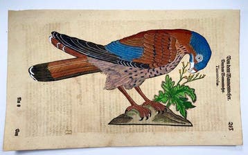 Conrad Gessner [1516-1565]; folio with woodcut -, Antiek en Kunst