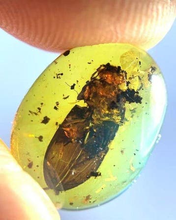 Scarabée géant - Ambre - 15.8 mm - 12.3 mm (Sans prix de