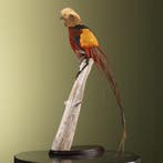 Goudfazant Taxidermie Opgezette Dieren By Max, Verzamelen, Ophalen of Verzenden, Nieuw, Vogel, Opgezet dier