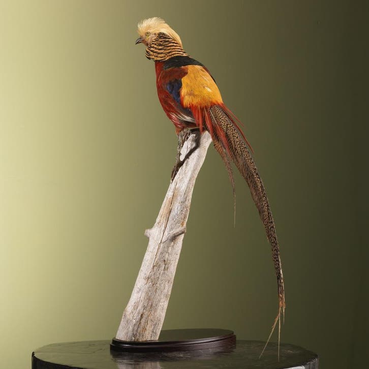 Goudfazant Taxidermie Opgezette Dieren By Max, Verzamelen, Dierenverzamelingen, Opgezet dier, Nieuw, Vogel, Ophalen of Verzenden