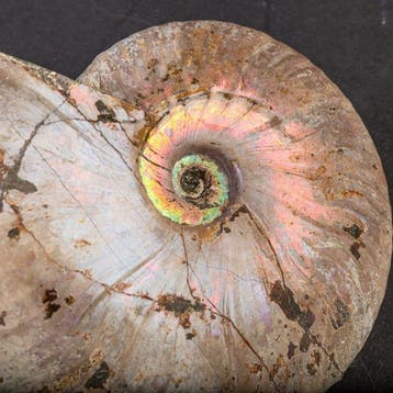 Uitgestorven schelp - Regenboogammoniet - Raimbow, Verzamelen