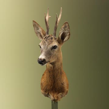 Reebok Zomervacht Taxidermie Opgezette Dieren By Max, Ophalen of Verzenden, Opgezet dier