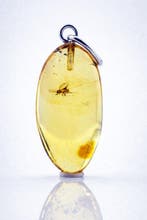 Premium Baltisch Amber Hanger – Muggeninclusie –