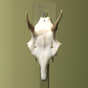 Edelhert Gewei Taxidermie Opgezette Dieren By Max, Ophalen of Verzenden, Nieuw, Wild dier, Opgezet dier
