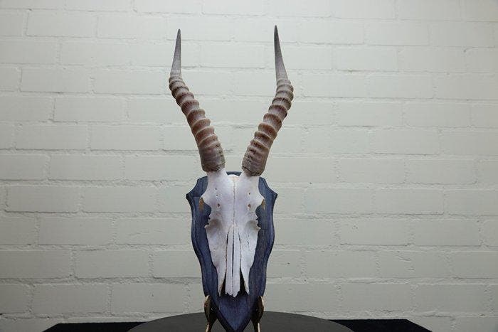 Blesbok Schedel - Damaliscus pygargus phillipsi - 0 cm - 0, Verzamelen, Dierenverzamelingen