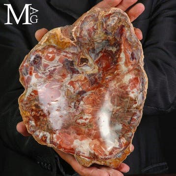 Prachtige gepolijste versteend hout rommelkom met - Rijke, Verzamelen, Mineralen en Fossielen