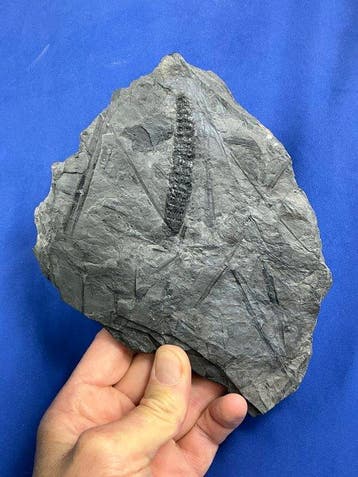 Prachtige Calamites-boomkegel uit het Carboon (vrucht) -