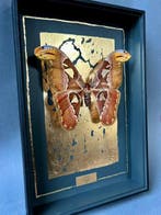 Papillon de nuit Support de corps entier pour taxidermie -