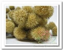 Plataanballetjes Naturel Small Ball Bundel, Nieuw