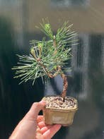 Den bonsai (Pinus) - Hoogte (boom): 22 cm - Diepte (boom):