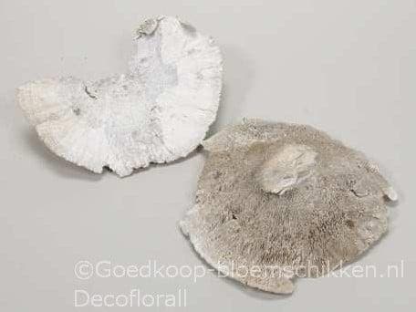 Elfenbankje sponge mushroom groot whitewash 18-25 cm ca. 500, Huis en Inrichting, Woonaccessoires | Kunstplanten en Kunstbloemen