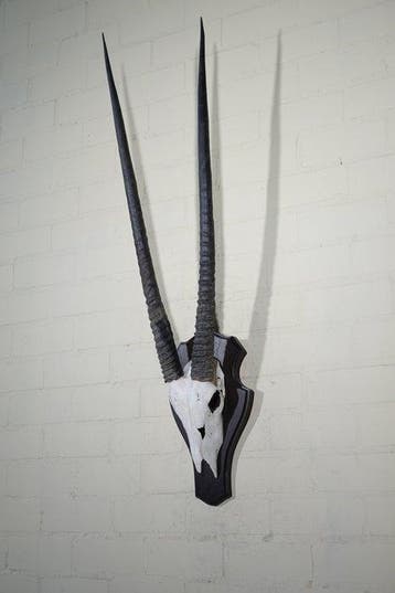 Gemsbok schedel Schedel van een zoogdier - Oryx, Verzamelen, Nieuw