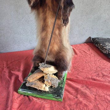 Das Taxidermie wandmontage - Meles meles - Mâle adulte