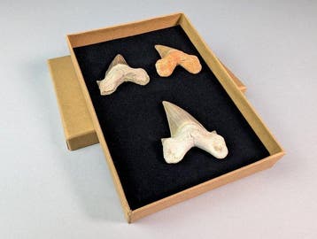 Collection de trois dents de requin fossiles - Dent fossile, Collections