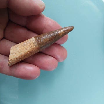 Spinosaurus - Fossiele tand - 79 mm - 18 mm