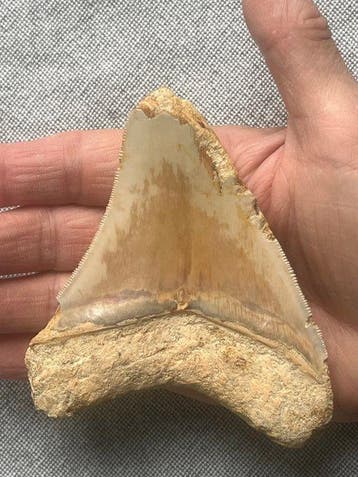 Dent de Mégalodon 11,0 cm - Dent fossile - Carcharocles