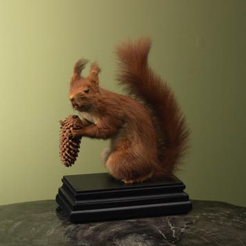 Rode Eekhoorn Taxidermie Opgezette Dieren By Max, Ophalen of Verzenden, Nieuw, Wild dier, Opgezet dier
