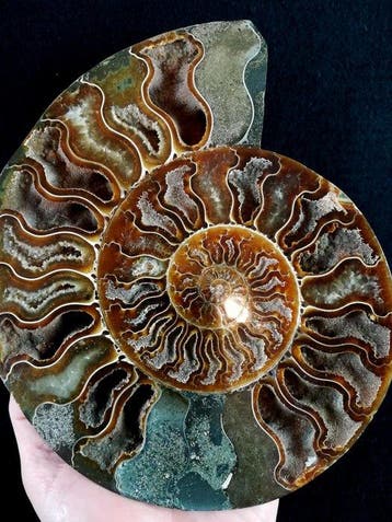 Ammoniet - Gefossiliseerd dier - Aioloceras (Cleoniceras)
