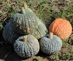 Pompoen Morocco pompoen zaden, Huis en Inrichting, Woonaccessoires | Kunstplanten en Kunstbloemen, Nieuw