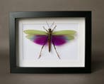 Criquet Taxidermie volledige montage - Titanacris albipes -, Antiek en Kunst