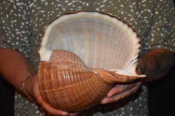 Escargot de mer Coquillage marin - S-410 TONNA AMPULLACEA