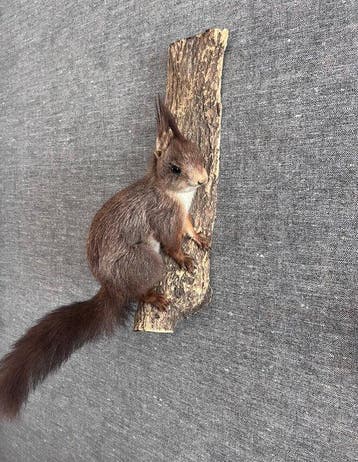 Red Squirrel - Taxidermie volledige montage - Sciurus, Nieuw