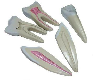 Anatomisch model tanden, 3 stuks, ST-ATM 11, Verzenden