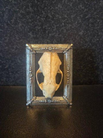 Rat Support de corps entier pour taxidermie - Rattus, Antiquités & Art