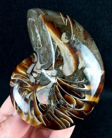 Excellent Nautilus!!! – des couleurs impressionnantes -, Verzamelen
