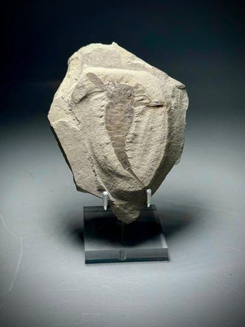 Museumkwaliteit eurypteride - Fossiel rugschild - Eurypterus