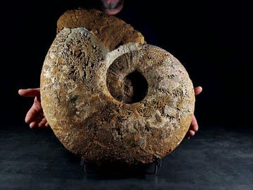 indrukwekkende enorme ammoniet - Gefossiliseerd dier -