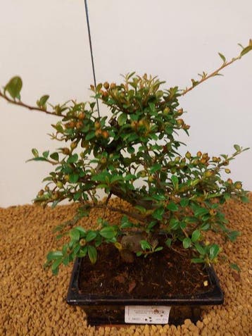 cotoneaster - Hoogte (boom): 22 cm - Diepte (boom): 26 cm -