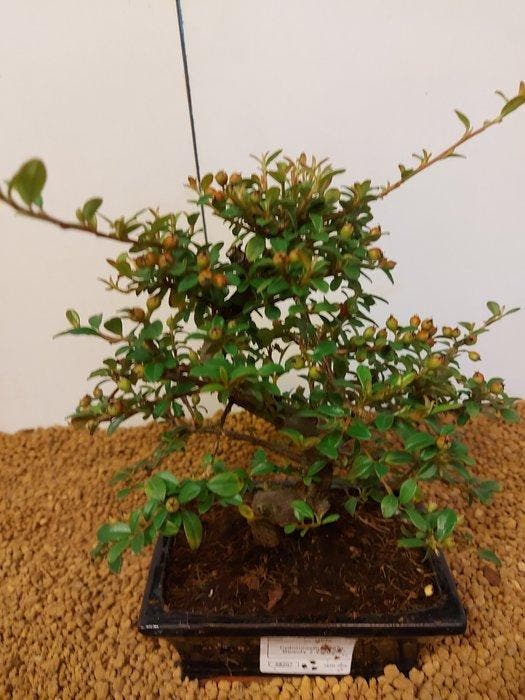 cotoneaster - Hoogte (boom): 22 cm - Diepte (boom): 26 cm -, Antiek en Kunst, Curiosa en Brocante
