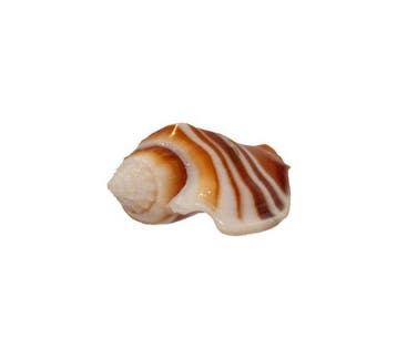 Pièce de collection élégante : escargot ailé dAthènes