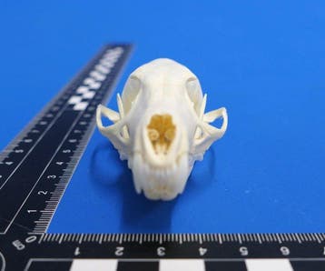 ginsterkat Schedel - Genetta tigrina - 4.5 cm - 3.3 cm - 9.3, Verzamelen, Dierenverzamelingen, Nieuw