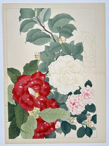Camellias / Seiyo Soka Zufu - Tanigami Konan (1879–1928) -