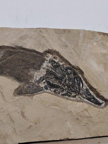 GROOT ! 53cm VIS - Gefossiliseerd dier - Peipiaosteus - 60, Verzamelen