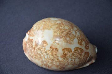 Zeeslak Zeeschelp - S-394 CYPRAEA MAPPA (Zonder, Nieuw