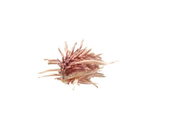 Spondylus wrightianus (65mm) | Makellose, Collections, Collections Animaux