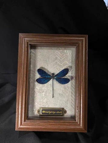Atrocalopteryx atrata Taxidermie wandmontage -, Nieuw