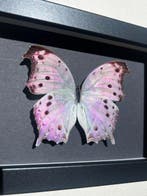Vlinder Taxidermie volledige montage - Salamis Parhassus -