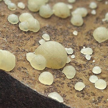 Gele calciet-sferen op donker basalt, Italië Kristallen op